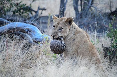 In Photos: Lions struggle to break through pangolin's rock-hard scales ...