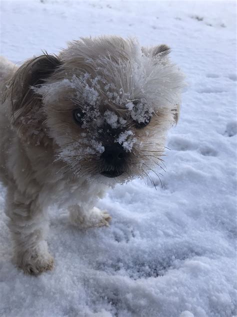 Snowy puppy | Puppies, Animals, Dogs