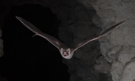 You are what you eat: Diet-specific adaptations in vampire bats ...