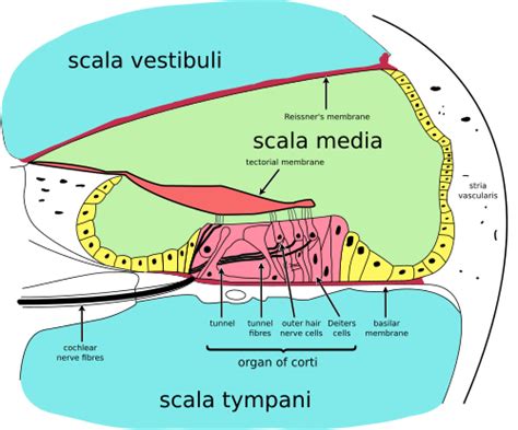 Perilymph - Wikipedia