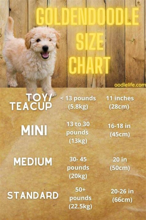 How Big Do Goldendoodles Get? [Goldendoodle Size Chart] - Oodle Life