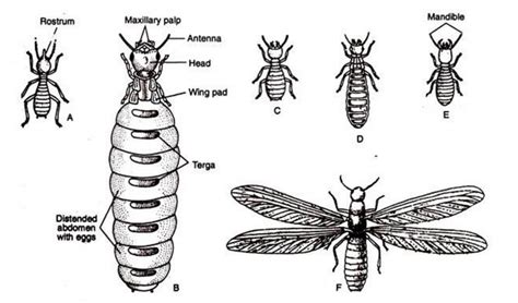 Diagram Of Termite With Label