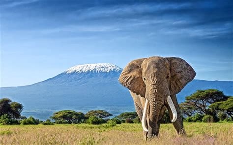 Download wallpapers Kilimanjaro, elephants, Roof of Africa, savannah ...