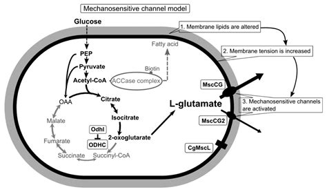 Microorganisms | Free Full-Text | Corynebacterium glutamicum ...