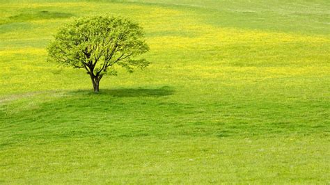 tree, meadow, grass - http://www.wallpapers4u.org/tree-meadow-grass ...