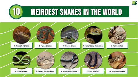 Unravel the mystery of the Top 10 Strangest Snakes on eагtһ! - October ...