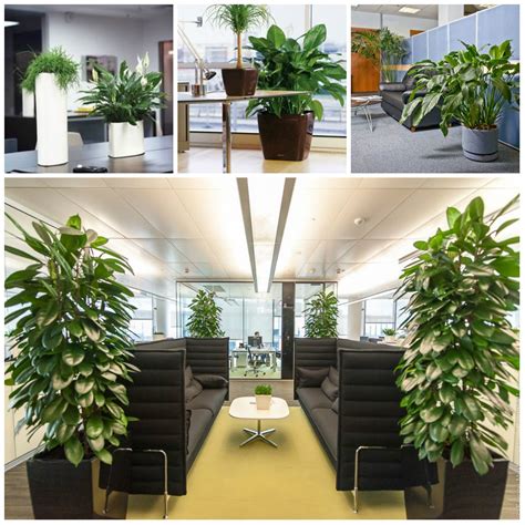 Plants Suitable for Office