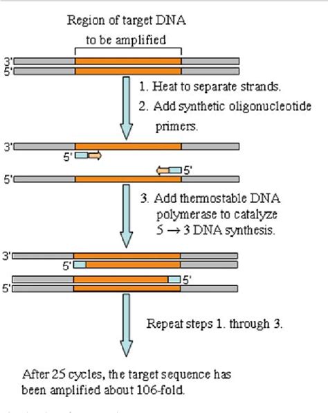 [PDF] Primer design for multiplex PCR using a genetic algorithm ...