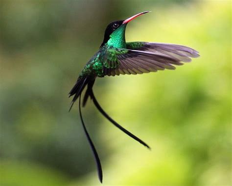 doctor bird / Red-billed streamer tail / Jamaica | Elements of Future ...