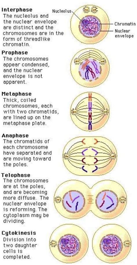 Cell Division Mitosis Drawing