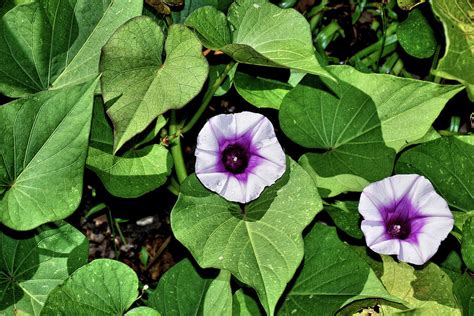 Flowers On A Sweet Potato Vine Photograph by John Trommer