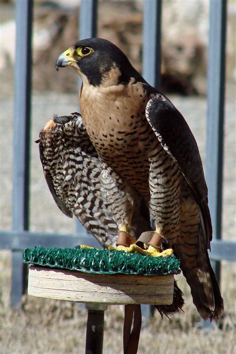 My favorite facts about Peregrine Falcons - Center of the West