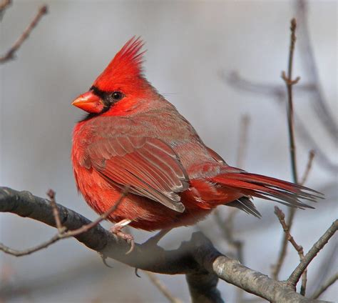 Northern Cardinal | Celebrate Urban Birds