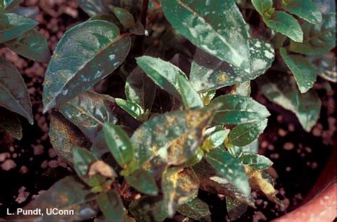 Fuchsia - Rust | Center for Agriculture, Food, and the Environment