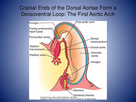 PPT - Human Embryology: Heart Development II PowerPoint Presentation ...