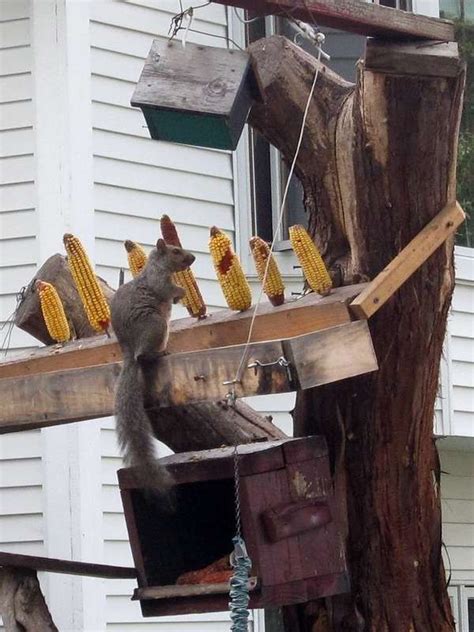 13 DIY Squirrel Feeder Ideas for Your Yard in 2021 | Squirrel feeder ...