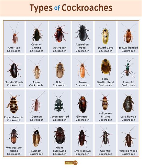 Cockroach Facts, Types, Diet, Reproduction, Classification, Pictures