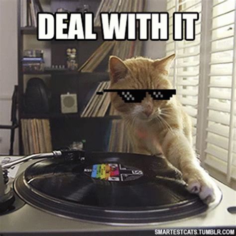 Cat Kitty GIF - Cat Kitty Dj - Discover & Share GIFs