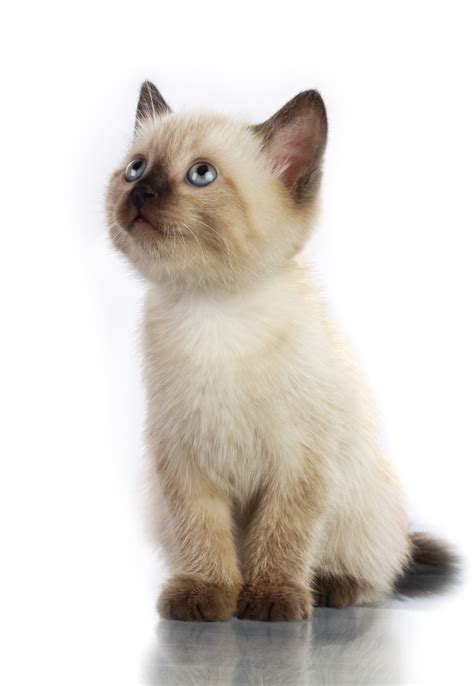 60 Sassy Siamese Cat Names (From Aryis to Vega) - PetHelpful