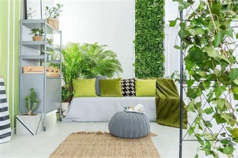 Do All Indoor Plants Purify The Air And Produce Oxygen? | Planet Renewed