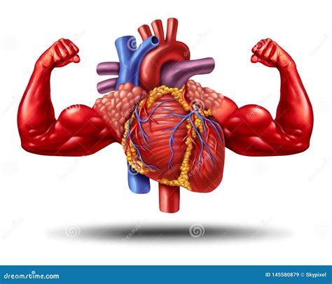 Healthy Red Heart Showing Muscles And Strength By Lifting Heavy Barbell ...