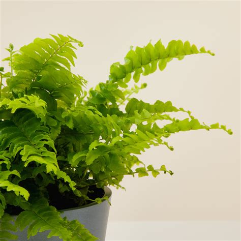 Nephrolepis | House Plants Delivered | Indoor Plants Online | Flowy