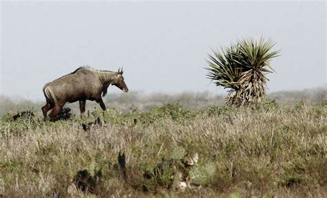 Texas Parks and Wildlife Department expands its options to hunters ...