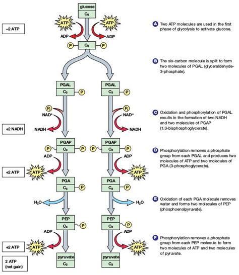 Reactants and products of 10 steps of glycolysis pathway (Embden ...