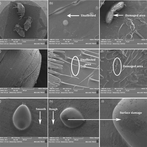 Callosobruchus maculatus life stages, identification, and observation ...