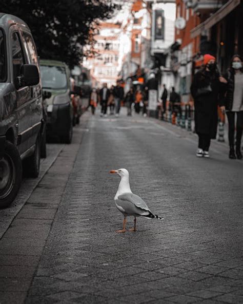 White Seagull · Free Stock Photo