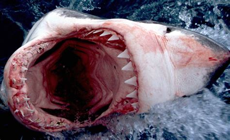 Great White Shark – Facts, Size, Lifespan, Diet, Pictures