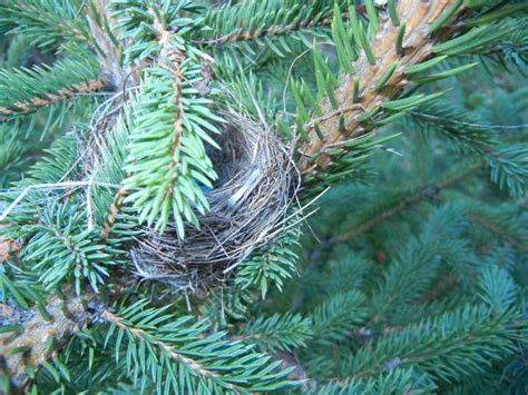 Ronna's Blog: Chipping Sparrow Nest