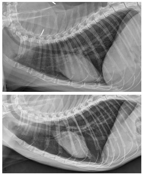 Association between feline hyperthyroidism and thoracic radiographic ...