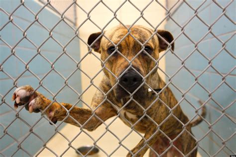 Animal Shelter Testing: LA Officials Contemplate So-Called Temperament ...