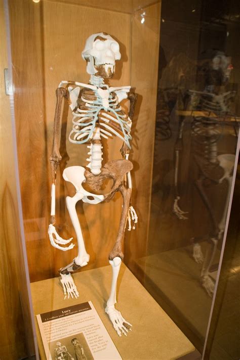 Lucy (Australopithecus) - Wikipedia, the free encyclopedia | Lucy ...