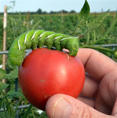 What Do Tomato Hornworms Turn Into