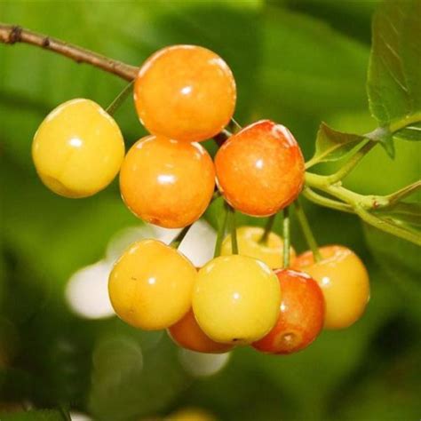 Yellow Cherry Fruit Seeds — USA Garden Center