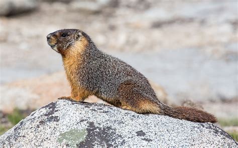 Yellow-bellied marmot - Wikipedia