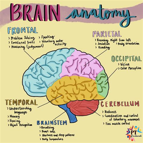 Human Brain Anatomy And Functions