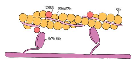 Myosin Head