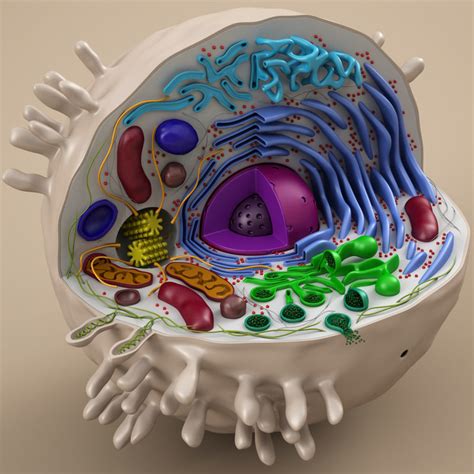 cell animal 3d model