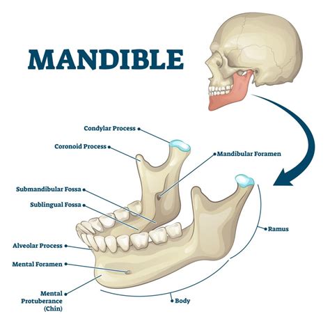 Mandible (Lower Jaw): Anatomy, Function, and Treatment