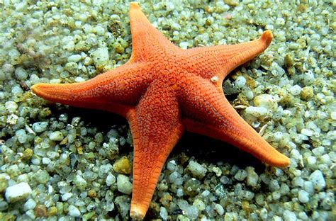 Starfish - Startling Facts About Cute & Colorful Sea Stars!!