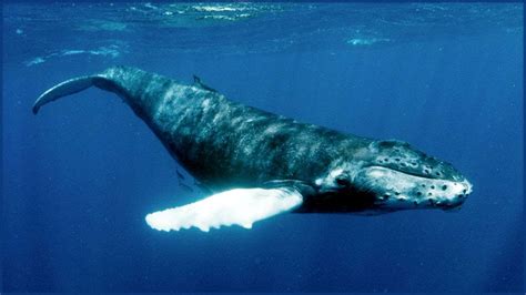 Whales Singing with Sounds of Soothing Underwater Diving Bubbles - YouTube