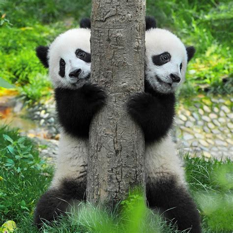 How Many Giant Pandas Are Left in the World? | Reader's Digest