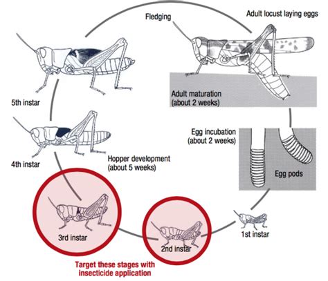 Australian plague locust – Cesar Australia