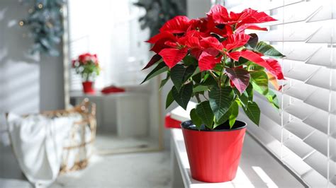 How to care for a poinsettia in 6 simple steps | Tom's Guide