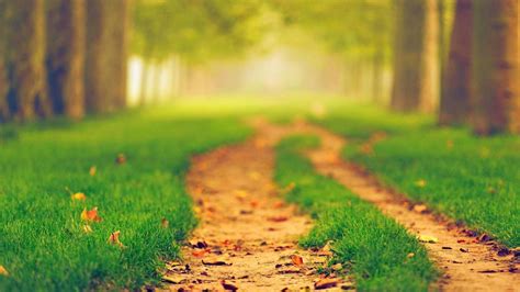 Path Between Green Grass In Blur Trees Background 4K HD Nature ...