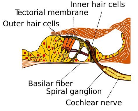 Corti-Organ (Illustration) - DocCheck