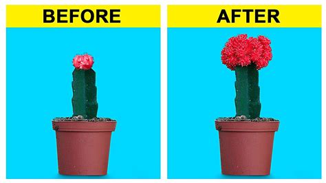 10 Moon cactus grafting HACKS that Turn Noobs to PROS 多肉植物 | 다육이들 ...